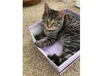 Adopt T.T. a Gray, Blue or Silver Tabby Domestic Shorthair (short coat) cat in