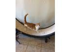 Adopt PUMPKIN! a Orange or Red (Mostly) Domestic Shorthair (short coat) cat in