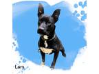 Adopt Lars a Black Labrador Retriever / Mixed dog in Cumberland, MD (37474193)