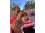 Adopt Molly a Red/Golden/Orange/Chestnut American Pit Bull Terrier / Pharaoh