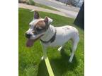 Adopt Holly a White - with Brown or Chocolate American Staffordshire Terrier /