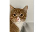 Adopt Bonzo a White Domestic Shorthair / Domestic Shorthair / Mixed cat in