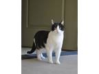 Adopt Smokey a Black & White or Tuxedo Domestic Shorthair (short coat) cat in