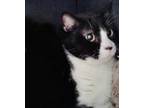 Adopt Sylvia a Black & White or Tuxedo Domestic Shorthair (short coat) cat in