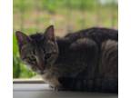 Adopt Chloe a Brown Tabby Domestic Shorthair (short coat) cat in Mosheim