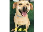Adopt Petter a Tan/Yellow/Fawn Labrador Retriever / Mixed dog in San Ysidro