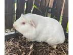 Adopt Cotton a White Guinea Pig / Mixed small animal in Honolulu, HI (37492849)