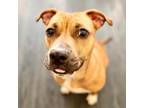 Adopt Josephine a Pit Bull Terrier / Mixed dog in Reisterstown, MD (37381225)