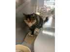 Adopt Ember - Petsmart a Spotted Tabby/Leopard Spotted Calico / Mixed cat in
