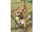 Adopt Torah a Tan/Yellow/Fawn - with White American Pit Bull Terrier / Mixed dog