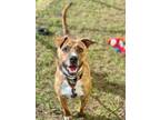 Adopt Torah a Tan/Yellow/Fawn - with White American Pit Bull Terrier / Mixed dog
