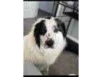 Adopt Lulu a White - with Black Great Pyrenees / Mixed dog in Centerville