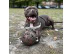 Adopt Randy a Brown/Chocolate American Pit Bull Terrier / Mixed Breed (Medium) /