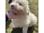 Miniature Labradoodle Puppy for sale in Bristol, RI, USA