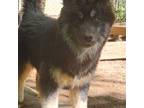 AKC Wooly Black Boy