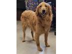 Murphy, Golden Retriever For Adoption In Kokomo, Indiana