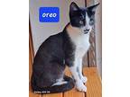 Oreo The Handsome Sweetheart, Domestic Shorthair For Adoption In Oviedo, Florida
