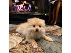 Pomeranian Puppy for sale in Somerset, NJ, USA
