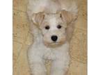 Schnauzer (Miniature) Puppy for sale in Keizer, OR, USA