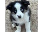 Miniature Australian Shepherd Puppy for sale in Canton, TX, USA