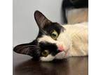 Adopt Abby a Domestic Short Hair