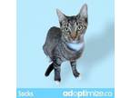 Adopt Socks a Domestic Short Hair