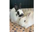 Adopt Cherry & Mitchell a English Spot, Bunny Rabbit
