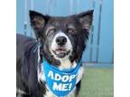 Adopt Sasha a Border Collie