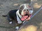 Adopt KELLY a American Staffordshire Terrier