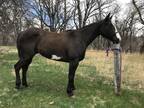 7 YO APHA Gelding