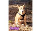 Adopt Smiley a Australian Cattle Dog / Blue Heeler