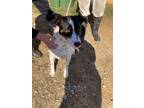 Adopt Speckles a Mixed Breed