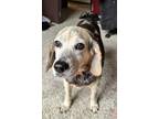Adopt Rhinestone a Beagle, Mixed Breed