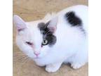 Adopt Joy a American Shorthair