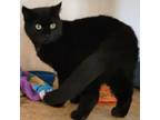 Adopt Miss Bea a American Shorthair