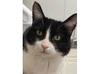Adopt Justice a Domestic Short Hair