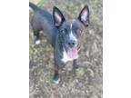 Adopt Trixie a Cattle Dog, Pit Bull Terrier