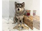 Pomsky PUPPY FOR SALE ADN-711700 - Adorable Pomsky Puppies Now Available to
