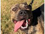 Adopt Ripley a Pit Bull Terrier