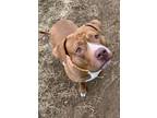 Adopt Stormy a Mixed Breed
