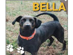Adopt BELLA a Labrador Retriever, Mixed Breed