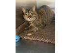 Adopt Grey a Domestic Short Hair