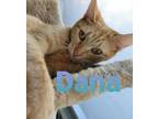 Adopt Dana a Domestic Short Hair