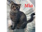 Adopt Mia a Tabby