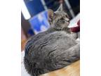 Adopt Chai a American Shorthair