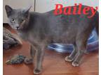 Adopt Bailey a Domestic Short Hair