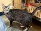 Adopt Olive a Tabby