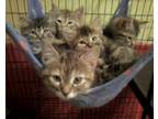 Adopt Foster Homes Needed (Kittens pictured are already in forever homes) a