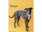 Adopt Raya a Pit Bull Terrier, Mixed Breed