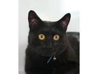 Adopt Gypsy a Domestic Short Hair